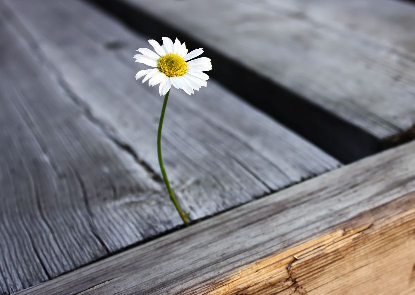 Daisy_Wallpaper_by_vinyyli